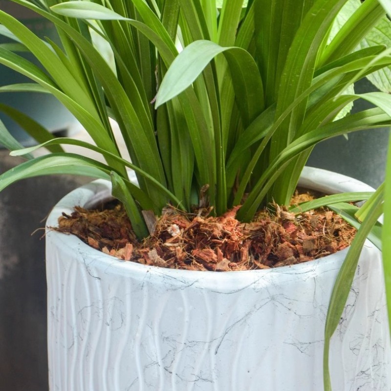 Coconut Coir Brick with Organi - đánh giá và giá Substrate Coconut Fiber